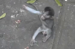 Get Over Here Buddy! GIF - Monkeys Hug GIFs