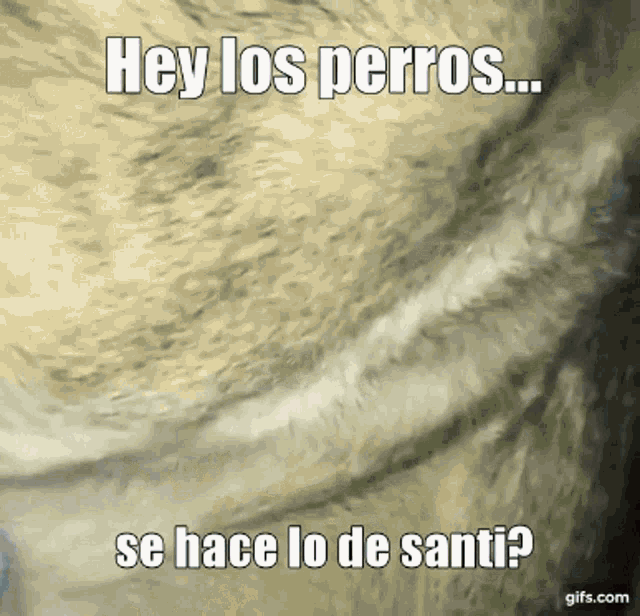 Hey Los Perros Cc GIF - Hey Los Perros Cc Santi GIFs