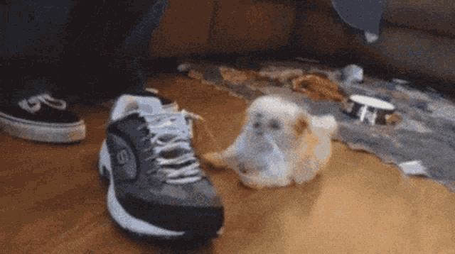 Dog Cute GIF - Dog Cute Shoe GIFs