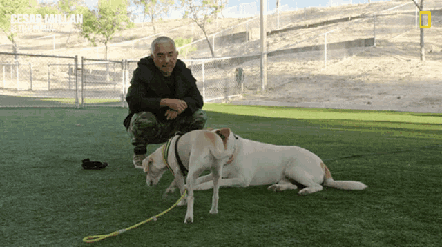 a man kneeling down next to two dogs with cesar millan written on the bottom