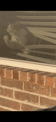 a cat looking out of a window with blinds on