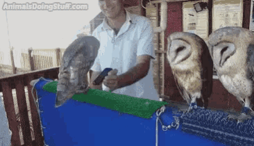 a man is feeding three owls with animalsdoingstuff.com written in the corner