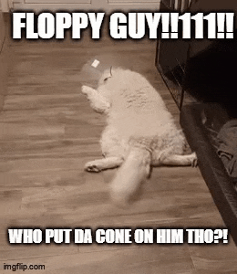 a dog is laying on its back on a wooden floor with a bottle on its head .