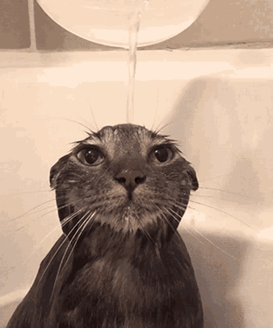 a cat in a bathtub with water pouring from a bowl
