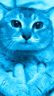 a person is holding a blue cat with their hands