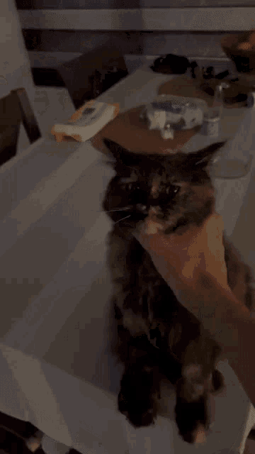 a person is petting a cat on a table with a white cloth