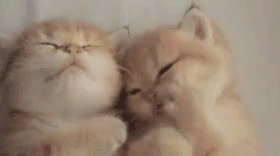 Kitten Cats GIF - Kitten Cats Cutie GIFs