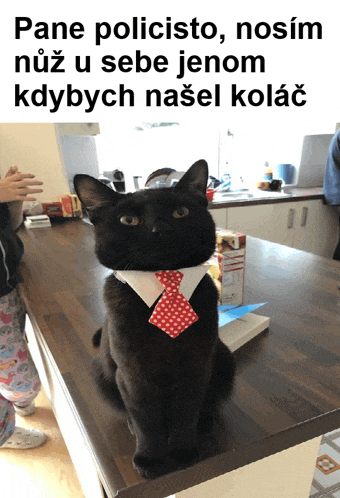 a black cat wearing a red and white tie sits on a counter