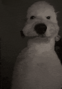 Doug Sheepadoodle GIF - Doug Sheepadoodle Dog GIFs