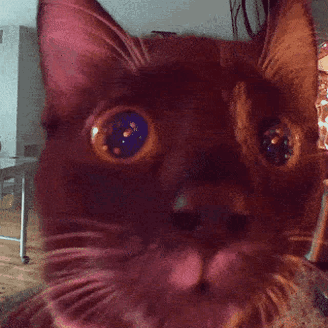 a close up of a cat 's face with a blurry background
