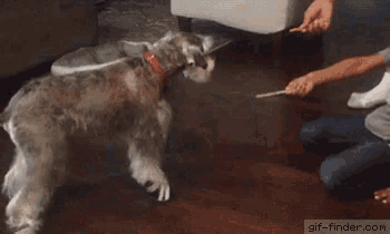 a boy is kneeling on the floor while a dog runs towards him .