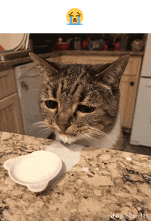 a cat is sitting on a counter next to a soap bar