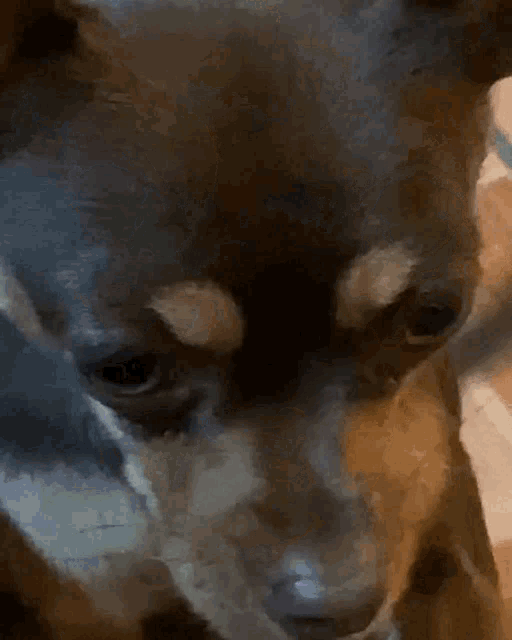 a close up of a dog 's face with a blue eye