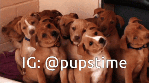 Dogs Puppy GIF - Dogs Puppy Canine GIFs