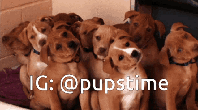 a bunch of brown puppies are sitting next to each other with a caption that says ig @ pupstime