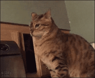 Cat Kitty GIF - Cat Kitty Angry GIFs