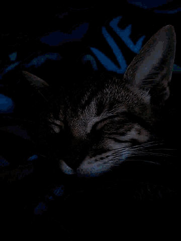 Sleepy Kitty GIF - Sleepy Kitty GIFs