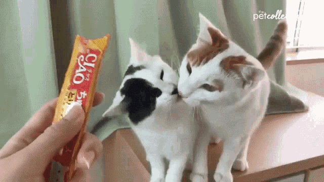Catsablanca Cats Licking Each Other GIF