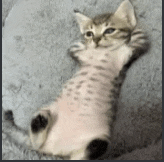 a kitten is laying on its back on a blanket .