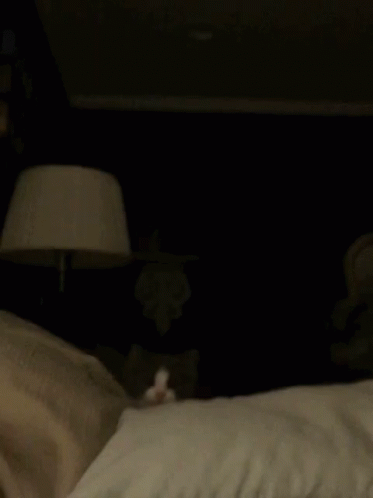 Kitty Cat Jumped GIF - Kitty Cat Jumped Attack GIFs