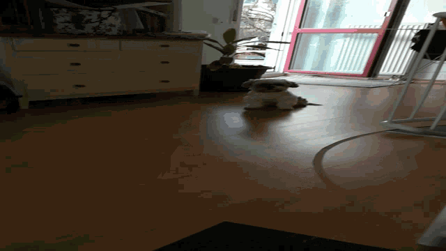 a small white dog is standing on a wooden floor in a room