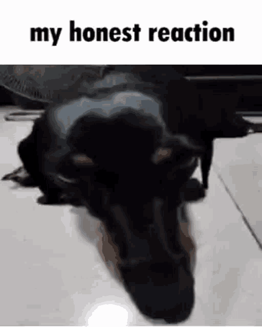 a black dog is laying on the floor and looking at the camera with its mouth open .