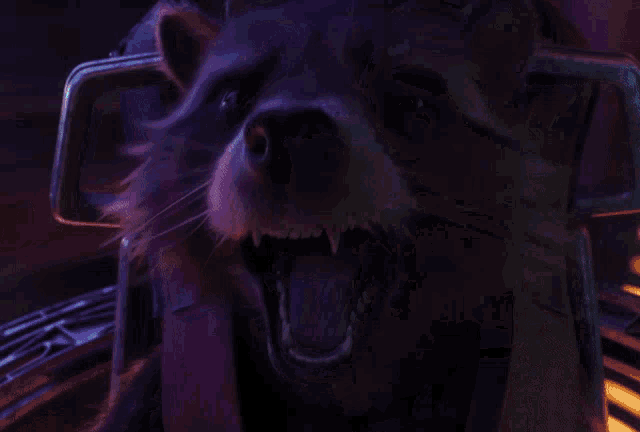 a raccoon with its mouth open is wearing a purple helmet