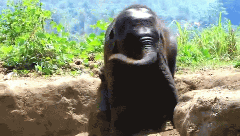 Tired Now GIF - Elephant Baby Cute GIFs