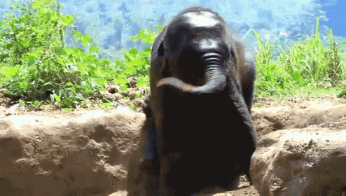 a baby elephant is standing on a rock in the dirt looking at the camera