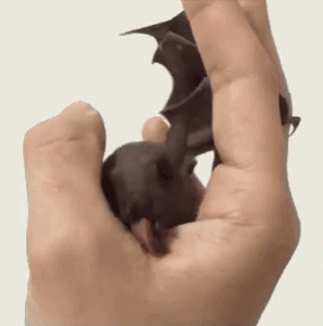 Bat Licking GIF - Bat Licking Hand GIFs