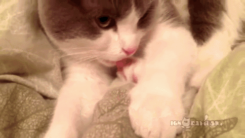Can I Help You? GIF - Cat Toes Lick GIFs