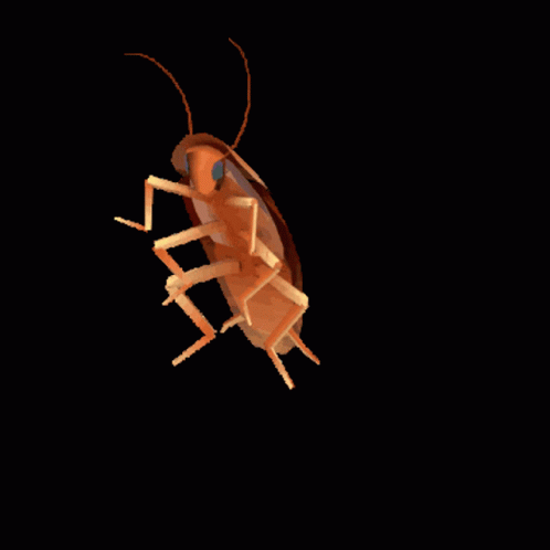 Cockroach Insect GIF - Cockroach Insect Animated GIFs