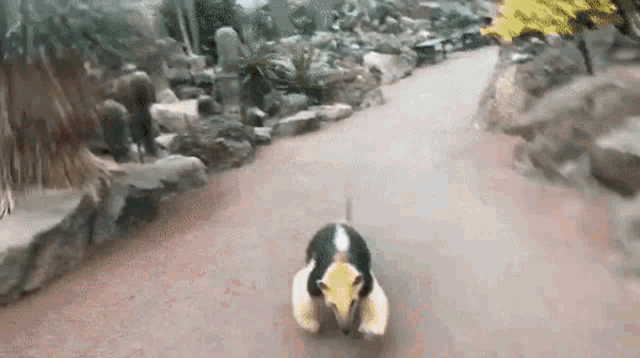 a black and white animal is walking down a dirt path .