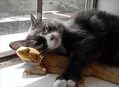 Cat Snuggle GIF - Cat Snuggle Iguana GIFs