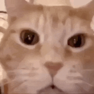 a close up of a cat laying on a bed with its eyes closed .