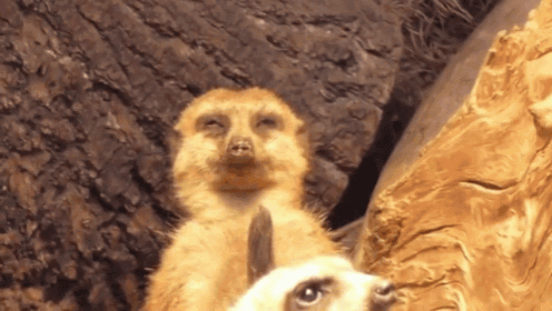 Meerkat Falls Asleep While On Watch GIF - Meerkat Sleepy Falls Asleep GIFs