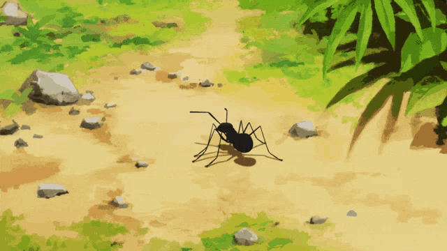 a black ant is crawling on a dirt path in the grass