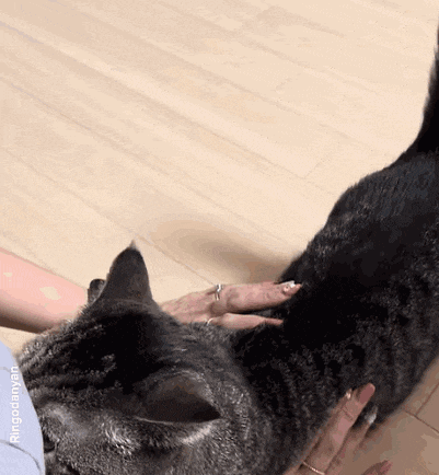 a woman is petting a black cat on the floor .