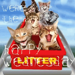 Life Cats GIF - Life Cats Happy Wednesday GIFs
