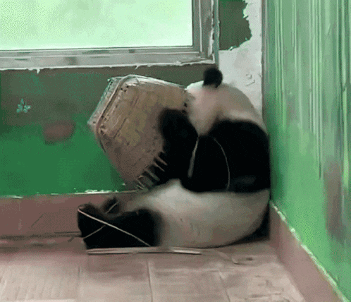 a panda bear is laying on its back with a bucket on its head