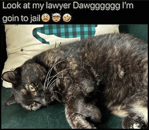 Look At My Lawyer Dawg Cat GIF - Look At My Lawyer Dawg Cat Tortie GIFs