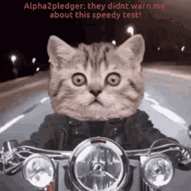 Voy En Chingas Cat GIF - Voy En Chingas Cat Motorcycle GIFs