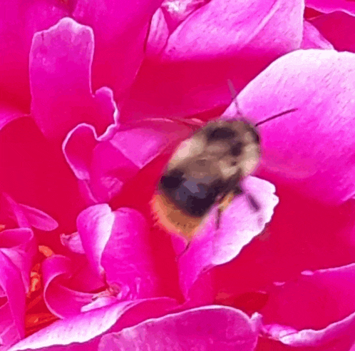 a bee sits on a pink flower petal