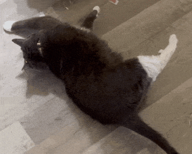 a black and white cat laying on its back on a wood floor