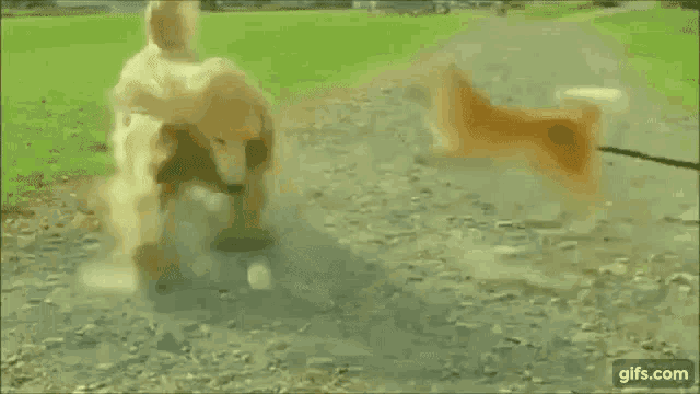Dog Fight Dust GIF