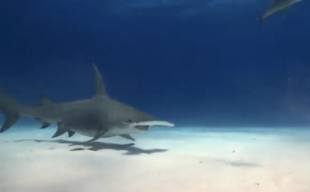 Hammerhead Shark GIF