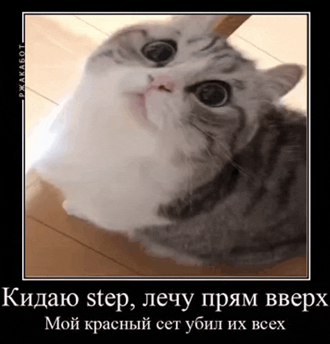a cat is sitting on a wooden floor and is looking up at the camera .