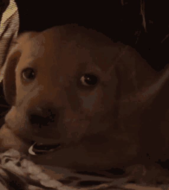 a picture of a puppy with the word fat written on it