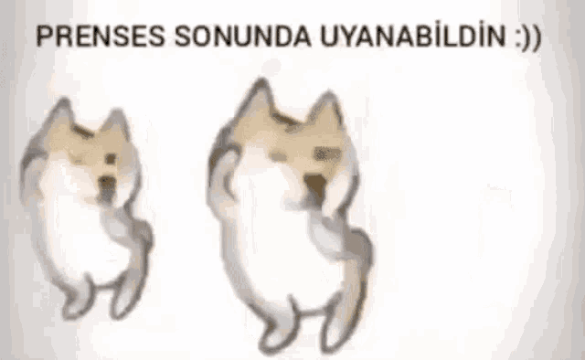 a drawing of three dogs dancing with the words gün bitti cimcimi seni written above them