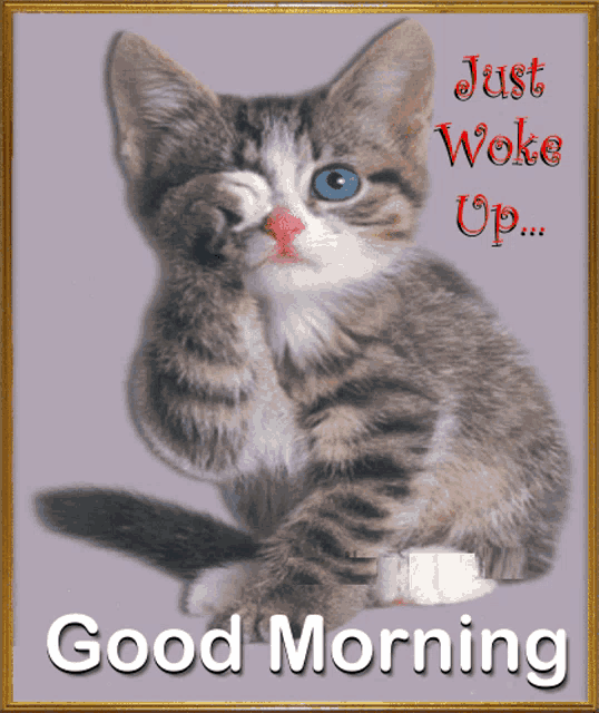 a picture of a cat with the words just woke up